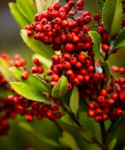 ccd26d4313ede485f3fb0066f247ed0f