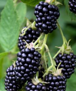 dbdd3d1a025121846d8b1a4c2ee474dd