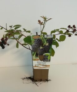 2af9b6e53a6a8b1de3bc343f67fba4a6