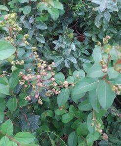 ac3191a270c46326bf677f4b1448a361