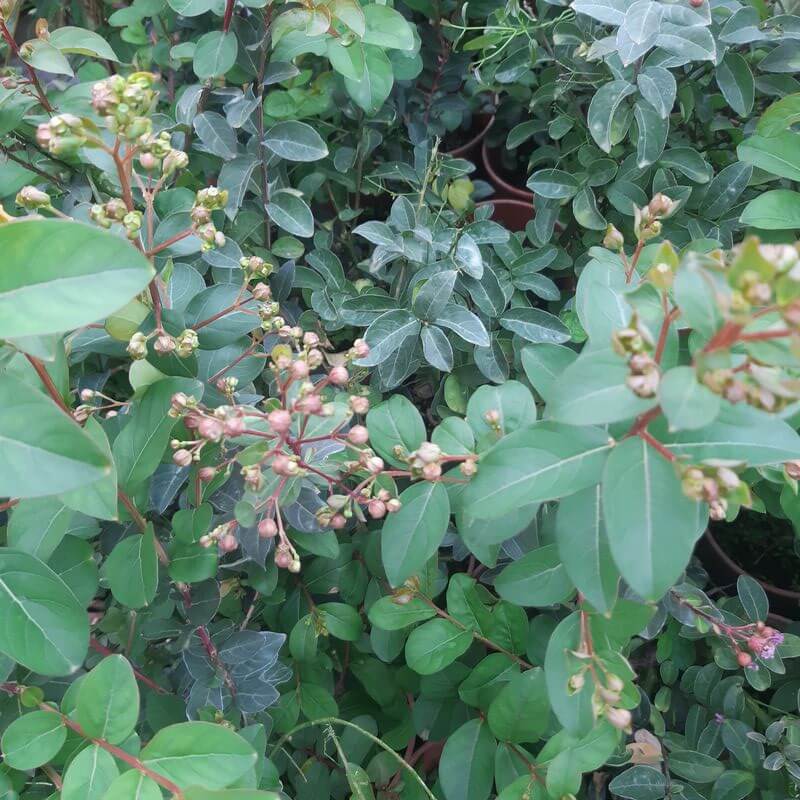 ac3191a270c46326bf677f4b1448a361