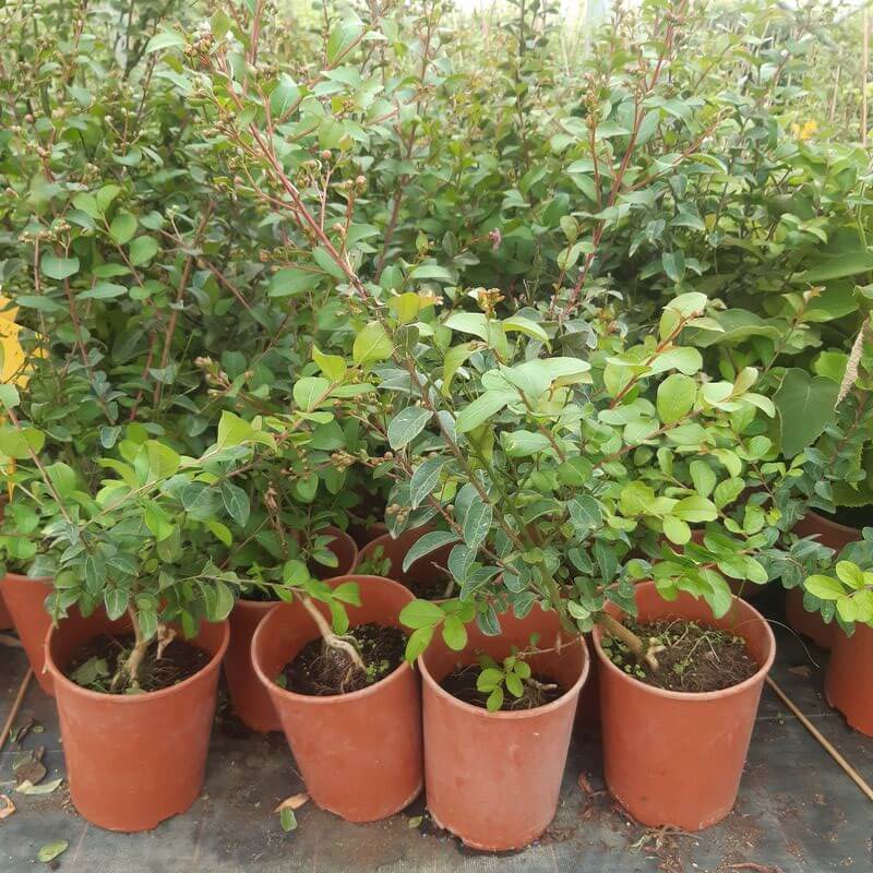 5167eac97bec067eb419bd341bc8df99