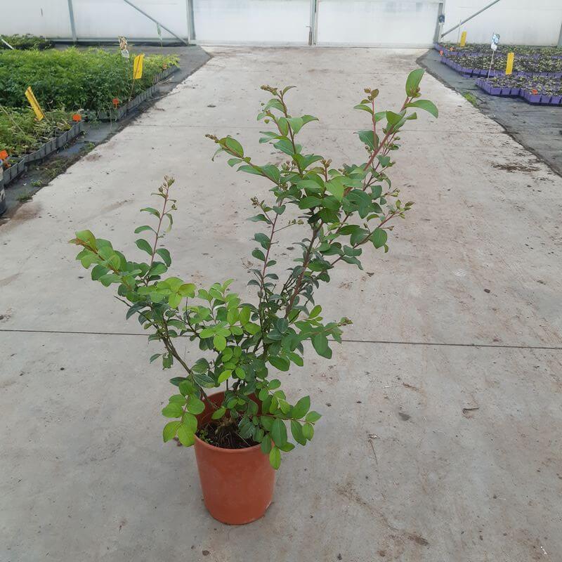 939e4ff36ad7bfd6bbc1fbeb1037fc1b