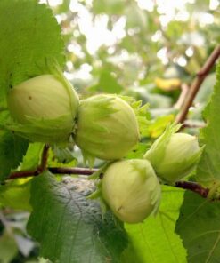 73983dd4033f41a53739066bcdb116e6