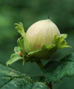 a3eaf2c645e54b23df258a30da97a481