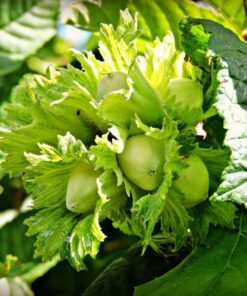 59e62f1f9192ee555bcd6af59c34ee50