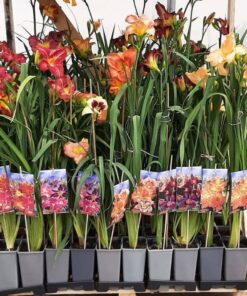 1d866a23b857a1783cd3d07a7413072d