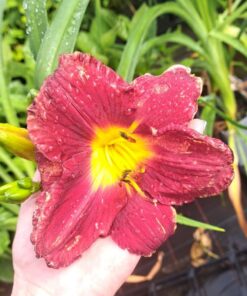 ae5de07301f41760a436bc7be3c83cd2