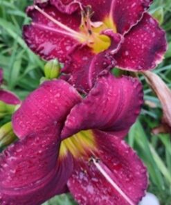 1f491acd9918088dd6ce84e11b1bc636