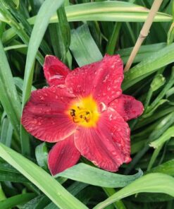 dbf417de283c6d652b987ed6599a9b8a