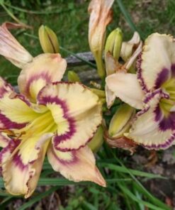 c0c535eff5d982d6ca9c3a840f296bbc