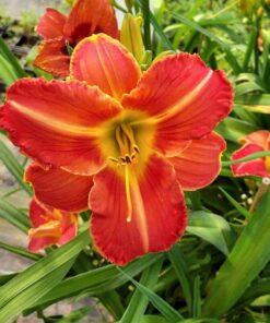 0c8f7517c1d452385156a38586a96eaa