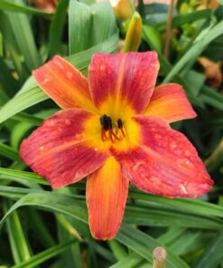 86bcc20420efab19fd8bcacb2060a419