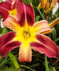 e2c4c6e2b01ddc8d355b826c4aa9f454