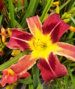 ac9181cde21d37a0a3160c1e60bd9cd8