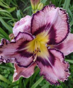 315aee033ac6f968c93e42284bfeaa3e