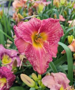 44fa73c30dd2d443c5fb0c092f44a501