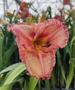 e891d2bceb82752a555e15dd778ff39d