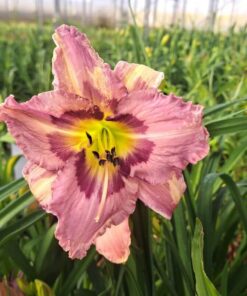 ccaeb0ff877cfa224f7416966f8e7cad