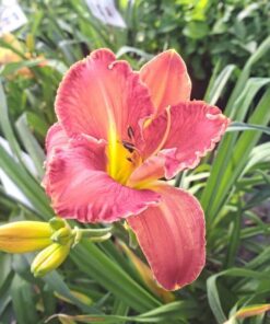 e75d46602226f619b46995a713f3397d