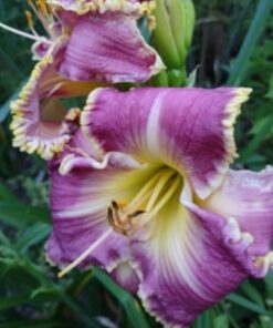 c91015f74a6cda10f658ddbec6e5dc14