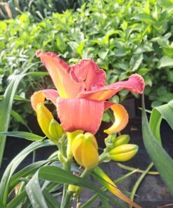 dcb05ca34963ce174b717394f91c2223