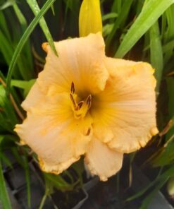 54918251a9a8bed73a68d207074bcc40