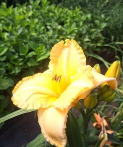 044c40b39e253b7557e587b782e46f38