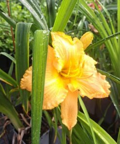 bda06f1f75301bba403f462c765f5c6d