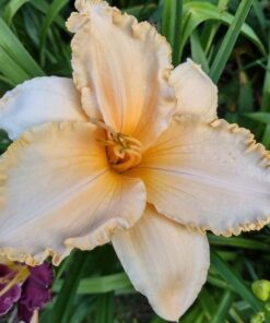 d105b2f09ff89cdd8206f124c023fe97