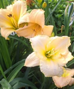 b00c1610591fb8f4d88ad48b22107060