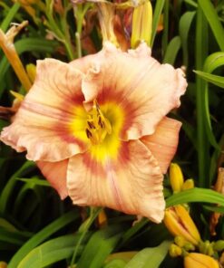 645d136ecc24af70f9392c358973fc33