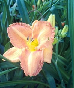 273c967972dbad680027069417927eb5