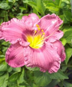 b315c3272821e29ff39af42ce2991736