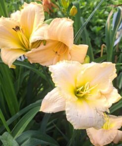 96bb068c2bd53385417a1574f35f3d0e