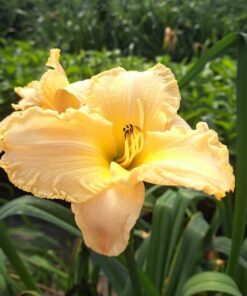 db565cd78dd9adceb77e784d179bea0a