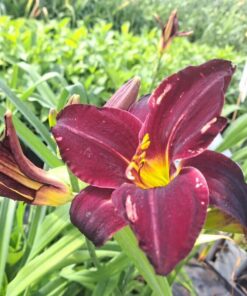 680f5455822e1486b1e6754f49116345