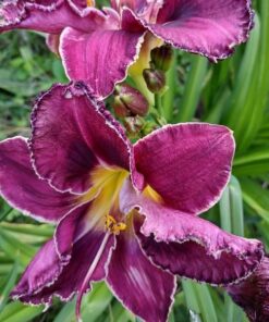 07bd32a6b53ea02fa11f0533a4a24226