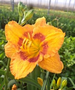 415521692d153c06c13c0f8cf7bc6c9c