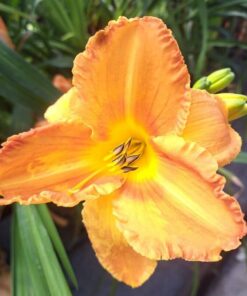 89d8e9ea4dea5fd54ef6e280c46c3bed