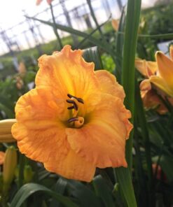 5db10ee8faba97545160589f667f7bd6