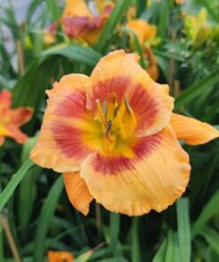 260467e9d5d1d71cfaa1021b82503dac