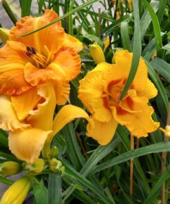 c82b40d02a897ddf1ed462aa13a1413a