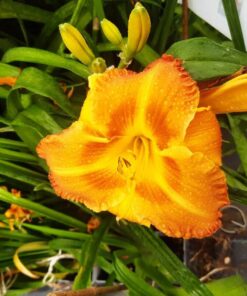 222c41e8e1c824d294e71e4437f032db