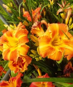 7f558d9defffd9598d0e144faf7d751f