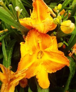 00d163845fda0d9a4ba58196882fae71