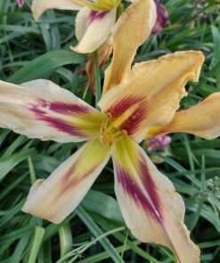 c4342f7aeda4e88cc8d24c70507e2507