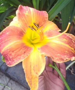 2d83a2f269f66ab5f9e8299665402018