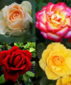 64d6640ed68fd976900b880f5cf92f0b