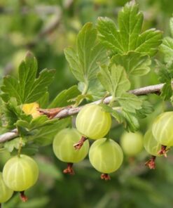 ea3a71039578b66471cde95babb71998